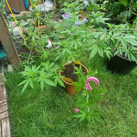 Blueberry OG growlog photo: I wire the side branches down and super crop the tips. The Main branche is top cutted and i the plant get the bushy and have small internodes distances. Grow strong and normal for 4 years old seed.