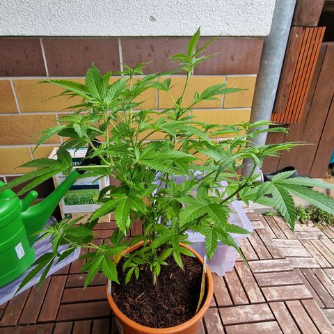 Blueberry OG growlog photo: I wire the side branches down and super crop the tips. The Main branche is top cutted and i the plant get the bushy and have small internodes distances. Grow strong and normal for 4 years old seed.