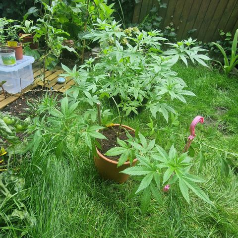 Blueberry OG growlog photo: I wire the side branches down and super crop the tips. The Main branche is top cutted and i the plant get the bushy and have small internodes distances. Grow strong and normal for 4 years old seed.