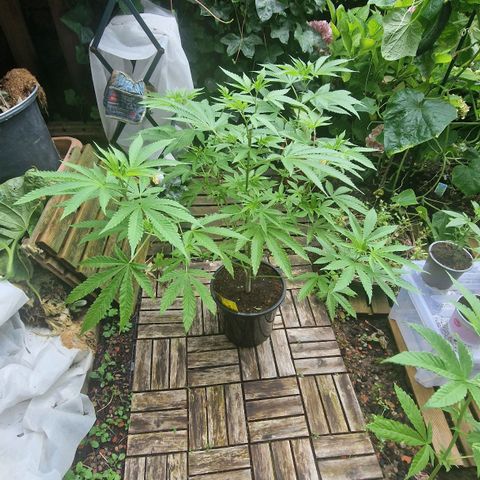 Mimosa X Orange Punch Barneys Farm growlog photo: Very nice strain. Works with every high stress training method in a high lvl. Fast recovering. Was a 4 year old seed.  Big leaves with many Fingers. The smell is strong and fruity.