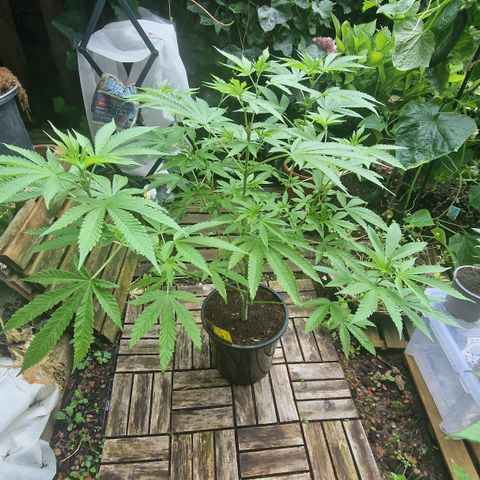 Mimosa X Orange Punch Barneys Farm growlog photo: Very nice strain. Works with every high stress training method in a high lvl. Fast recovering. Was a 4 year old seed.  Big leaves with many Fingers. The smell is strong and fruity.