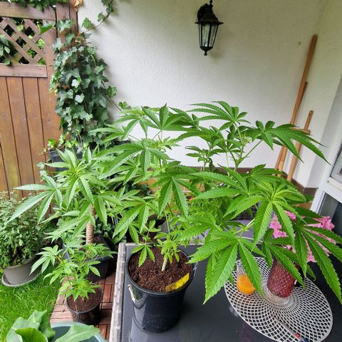 Mimosa X Orange Punch Barneys Farm growlog photo: Very nice strain. Works with every high stress training method in a high lvl. Fast recovering. Was a 4 year old seed.  Big leaves with many Fingers. The smell is strong and fruity.