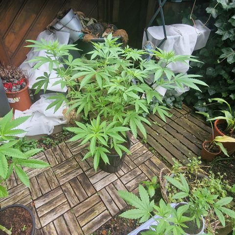 Mimosa X Orange Punch Barneys Farm growlog photo: Very nice strain. Works with every high stress training method in a high lvl. Fast recovering. Was a 4 year old seed.  Big leaves with many Fingers. The smell is strong and fruity.