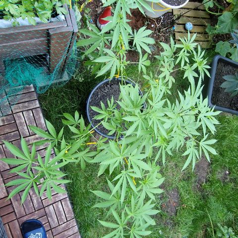 Mimosa X Orange Punch Barneys Farm growlog photo: Flowering starts