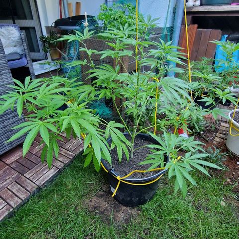 Mimosa X Orange Punch Barneys Farm growlog photo: Flowering starts