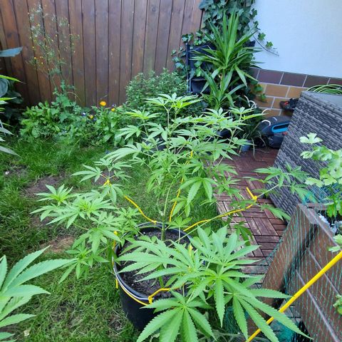 Mimosa X Orange Punch Barneys Farm growlog photo: Flowering starts