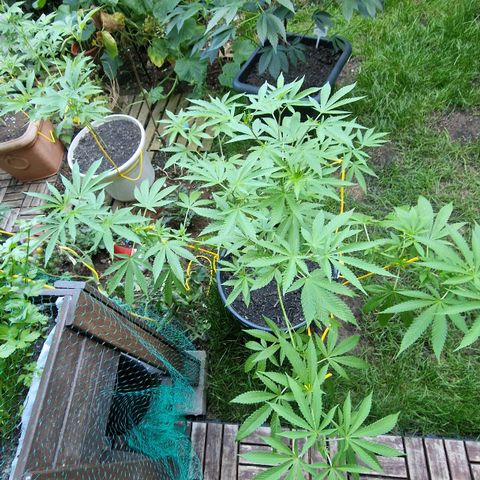 Mimosa X Orange Punch Barneys Farm growlog photo: Flowering starts