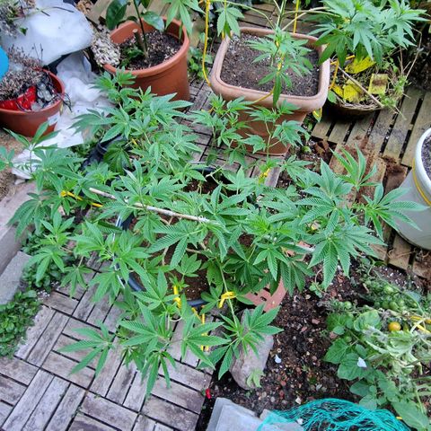 Chocolate Haze Royal Queen Seeds growlog photo: Flowering starts