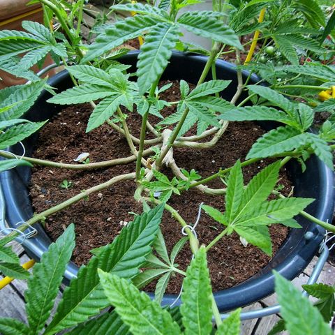 Chocolate Haze Royal Queen Seeds growlog photo: Flowering starts