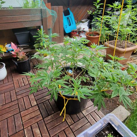 Chocolate Haze Royal Queen Seeds growlog photo: Flowering starts