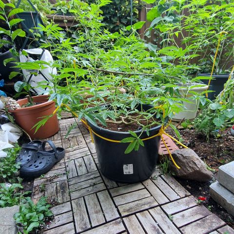 Chocolate Haze Royal Queen Seeds growlog photo: Flowering starts