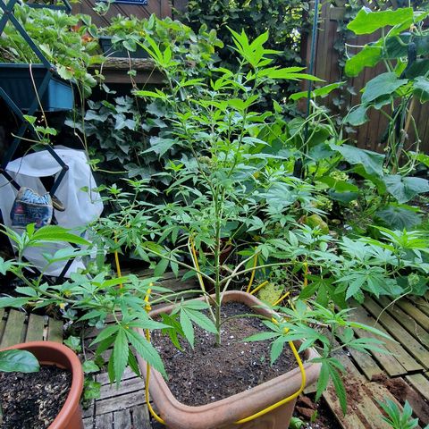 Blueberry OG growlog photo: Flowering starts