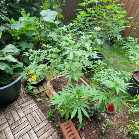 Blueberry OG growlog photo: Flowering starts