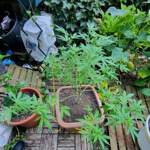 Blueberry OG growlog photo: Flowering starts