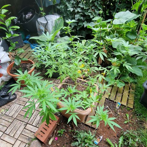 Blueberry OG growlog photo: Flowering starts