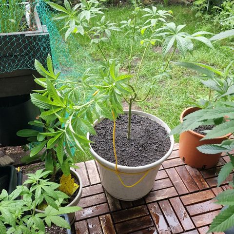 Lemon Tree Barneys Farm growlog photo: Flowering starts