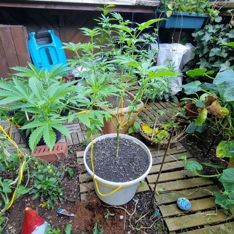 Lemon Tree Barneys Farm growlog photo: Flowering starts