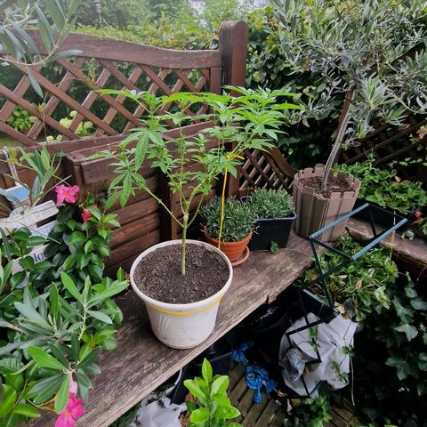 Lemon Tree Barneys Farm growlog photo: Flowering starts