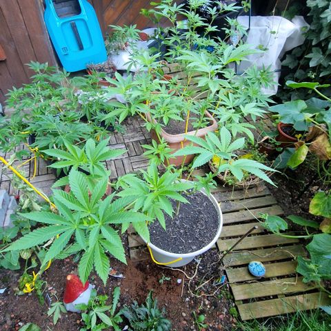 Lemon Tree Barneys Farm growlog photo: Flowering starts