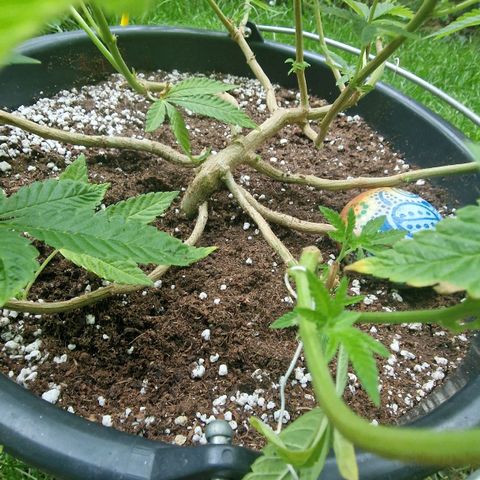 Chocolate Haze Royal Queen Seeds growlog timeline photo