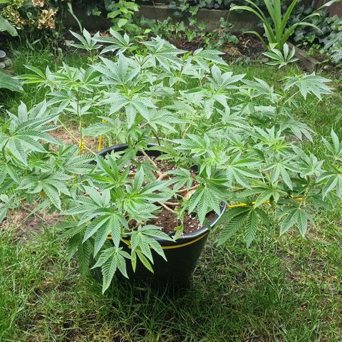 Chocolate Haze Royal Queen Seeds growlog timeline photo