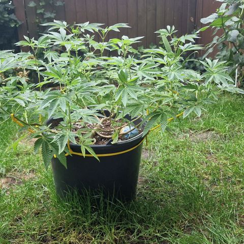 Chocolate Haze Royal Queen Seeds growlog timeline photo