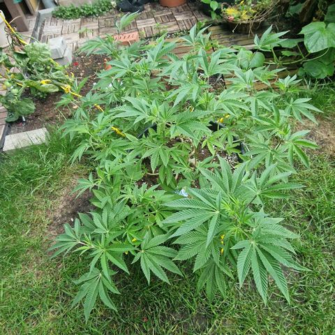 Chocolate Haze Royal Queen Seeds growlog timeline photo