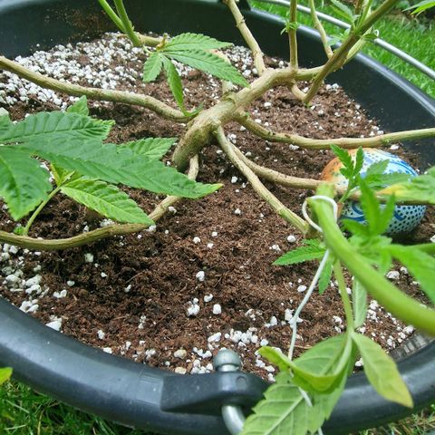Chocolate Haze Royal Queen Seeds growlog timeline photo