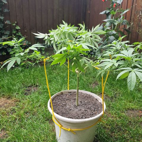 Lemon Tree Barneys Farm growlog timeline photo