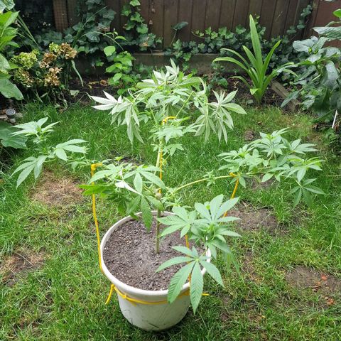 Lemon Tree Barneys Farm growlog timeline photo