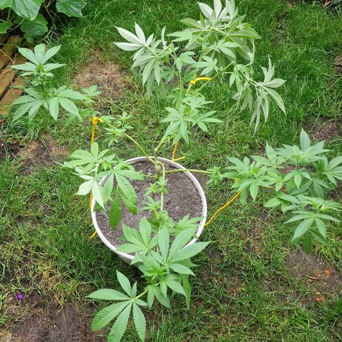 Lemon Tree Barneys Farm growlog timeline photo