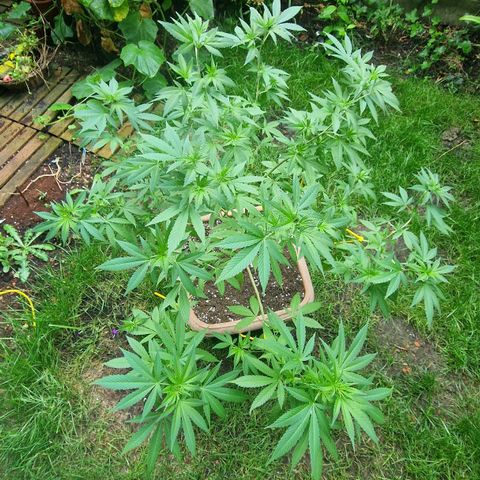 Blueberry OG growlog timeline photo