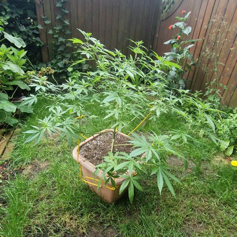 Blueberry OG growlog timeline photo