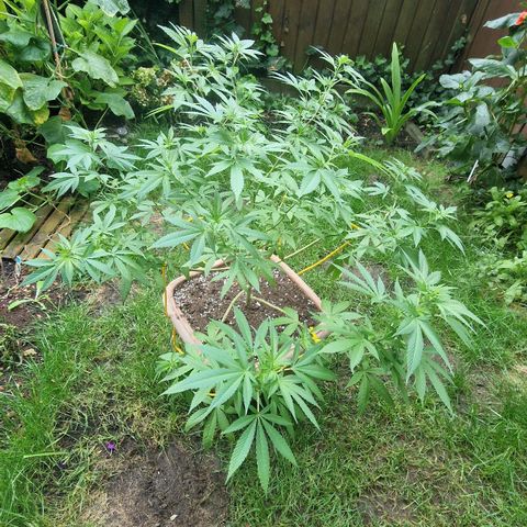 Blueberry OG growlog timeline photo
