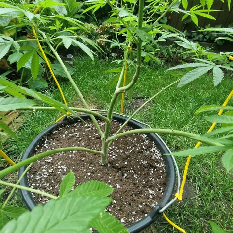 Mimosa X Orange Punch Barneys Farm growlog timeline photo