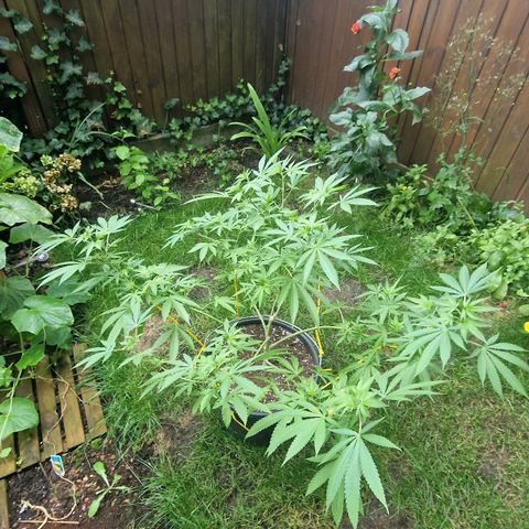 Mimosa X Orange Punch Barneys Farm growlog timeline photo