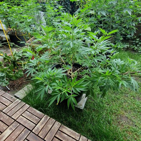 Chocolate Haze Royal Queen Seeds growlog timeline photo