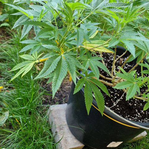 Chocolate Haze Royal Queen Seeds growlog timeline photo