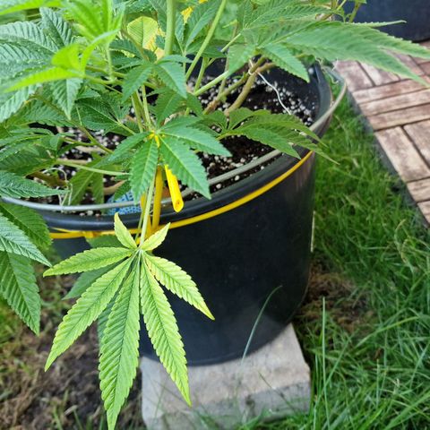 Chocolate Haze Royal Queen Seeds growlog timeline photo