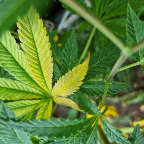 Chocolate Haze Royal Queen Seeds growlog timeline photo