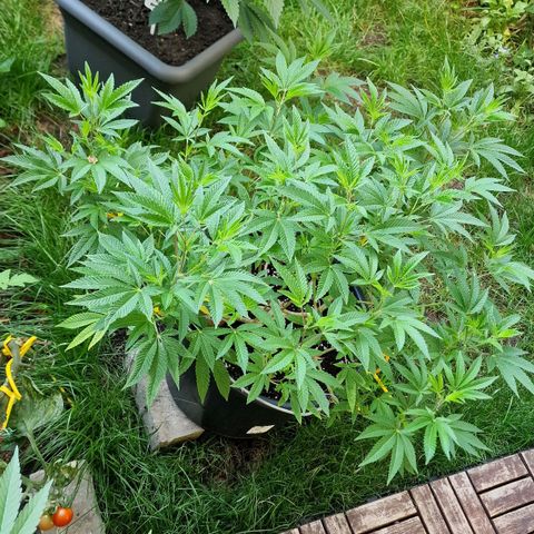 Chocolate Haze Royal Queen Seeds growlog timeline photo