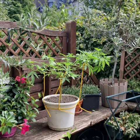 Lemon Tree Barneys Farm growlog timeline photo