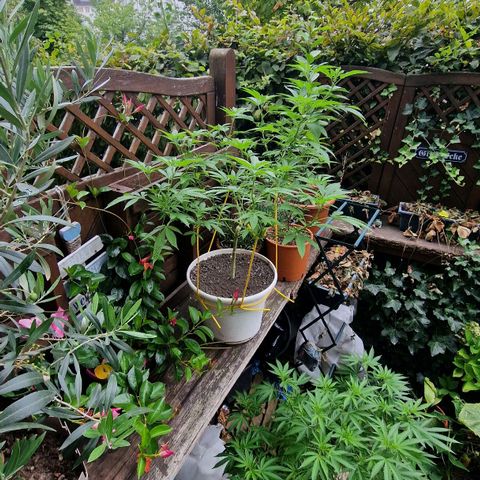 Lemon Tree Barneys Farm growlog timeline photo