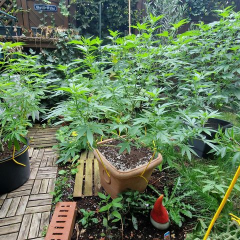 Blueberry OG growlog timeline photo