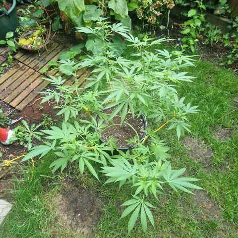 Mimosa X Orange Punch Barneys Farm growlog timeline photo