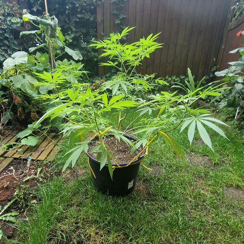 Mimosa X Orange Punch Barneys Farm growlog timeline photo
