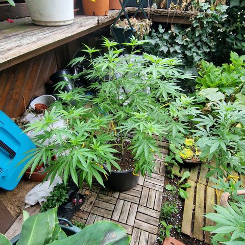 Mimosa X Orange Punch Barneys Farm growlog timeline photo