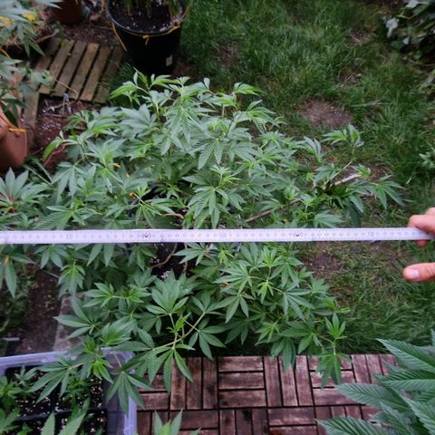 Chocolate Haze Royal Queen Seeds growlog timeline photo