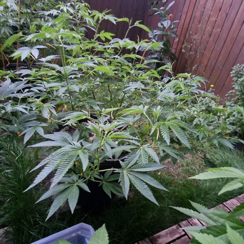 Chocolate Haze Royal Queen Seeds growlog timeline photo