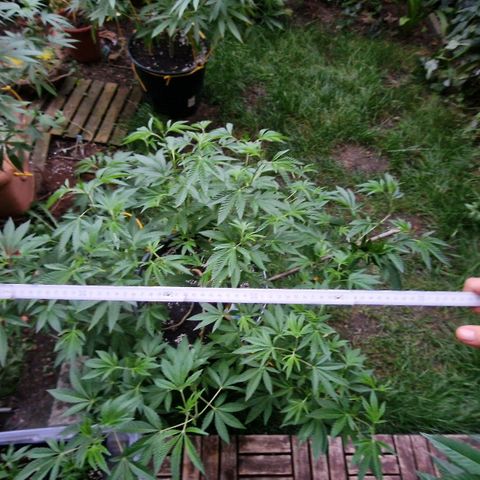 Chocolate Haze Royal Queen Seeds growlog timeline photo